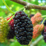 Organic Mulberries