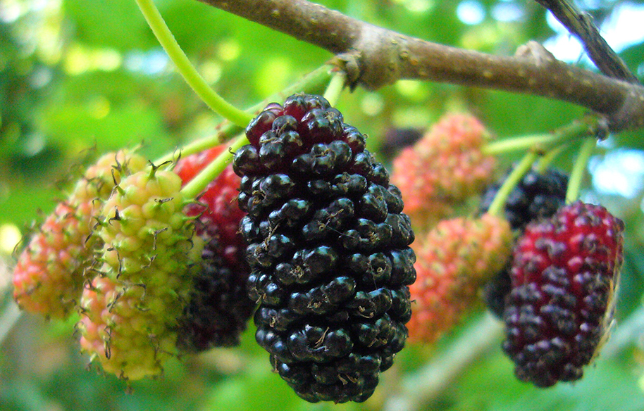 Organic Mulberries