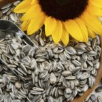 Organic Sunflower Seeds Protein